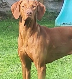 Hungarian Vizsla dogs for stud in Dudley - Advert 16