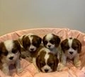 Cavalier King Charles Spaniel dogs for sale: Traditional Blenheim Cavalier Puppies  in West Malling - Image 4