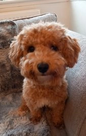 Maltipoo dogs for sale in Birmingham - Advert 6