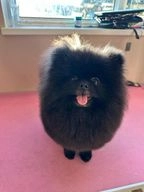 Pomeranian dogs for sale in Newbury - Advert 3