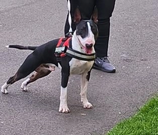 English Bull Terrier dogs for stud in Sunderland - Advert 3