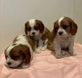 Cavalier King Charles Spaniel dogs for sale: Traditional Blenheim Cavalier Puppies  in West Malling - Image 5