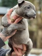 Staffordshire Bull Terrier dogs for sale in Birmingham - Advert 2