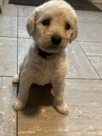 Labradoodle dogs for sale in Derby - Advert 1