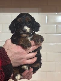 Cockapoo dogs for sale in Market Drayton - Advert 7