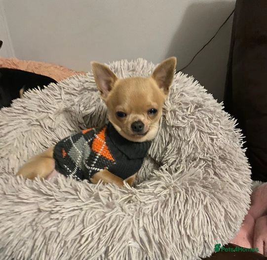 Chihuahua dogs for sale:  ❤️Ready Now K.C longcoat pups and K.C Tiny Boy ❤️ in Buckingham - Image 3