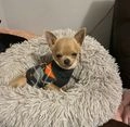 Chihuahua dogs for sale:  ❤️Ready Now K.C longcoat pups and K.C Tiny Boy ❤️ in Buckingham - Image 3