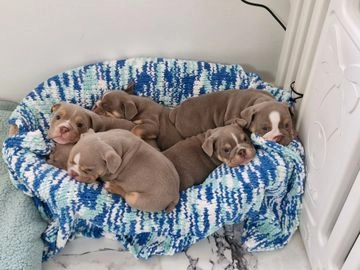 English Bulldog dogs for sale in Watford - Advert 9