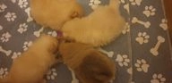 Pomeranian dogs for sale in Maryport - Advert 2