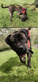 Presa Canario dogs for sale in Rotherham - Advert 2