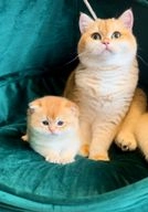 British Shorthair cats for sale in Upminster - Advert 5