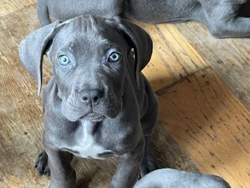 Cane Corso dogs for sale in London - Advert 15