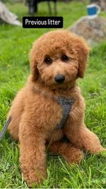 Goldendoodle dogs for sale in Pickering - Advert 3