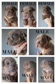 English Bulldog dogs for sale in Cardiff - Advert 6