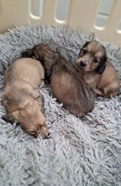 Dachshund dogs for sale in Newport - Advert 2