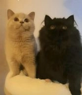 British Shorthair cats for sale in Watford - Advert 10