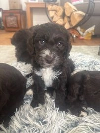 Cockapoo dogs for sale in Wirral - Advert 15