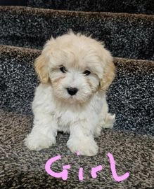 Maltipoo dogs for sale in Turriff - Advert 6