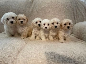 Maltipoo dogs for sale in Sheffield - Advert 9