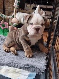 English Bulldog dogs for sale in Northampton - Advert 8