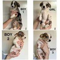 Chihuahua dogs for sale in Hereford - Advert 10