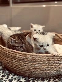 British Shorthair cats for sale in South Ockendon - Advert 16