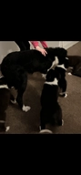 Border Collie dogs for sale in Glasgow - Advert 14