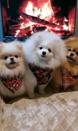 Pomeranian dogs for sale in Crawley - Advert 1