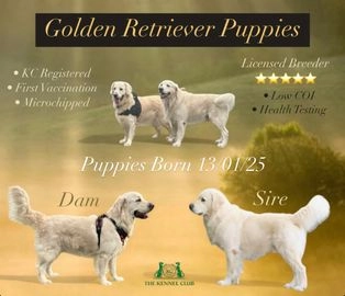 Golden Retriever dogs for sale in Driffield - Advert 5