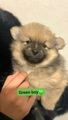 Pomeranian dogs for sale: Teddy bear pomeranian puppies  in Bolton - Image 13