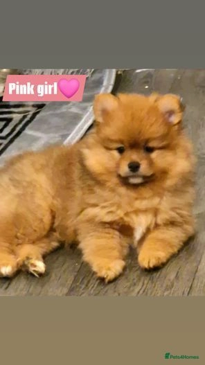 Pomeranian dogs for sale: Teddy bear pomeranian puppies  in Bolton - Image 6