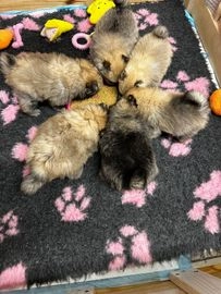 Pomeranian dogs for sale in Coventry - Advert 4