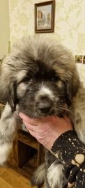 Caucasian Shepherd Dog dogs for sale in Sleaford - Advert 1