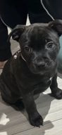 Staffordshire Bull Terrier dogs for sale in Rochdale - Advert 13