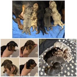 Miniature Dachshund dogs for sale in Newark - Advert 2