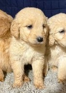 Labradoodle dogs for sale in Banbury - Advert 4