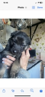 German Shepherd dogs for sale in Colchester - Advert 1