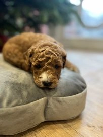 Miniature Poodle dogs for sale in Walsall - Advert 2