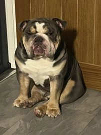 English Bulldog dogs for sale in Chester-le-Street - Advert 7