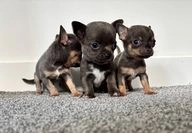 Chihuahua dogs for sale in Middlesbrough - Advert 6