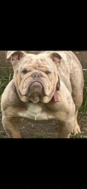 English Bulldog dogs for sale in Chesterfield - Advert 3