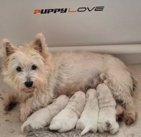 West Highland Terrier dogs for sale in Preston - Advert 1