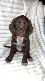 Cocker Spaniel dogs for sale in Grimsby - Advert 15