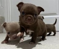 Chihuahua dogs for sale in Stanmore - Advert 16