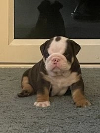 English Bulldog dogs for sale in Rainham - Advert 3