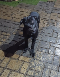 Cane Corso dogs for sale in Derby - Advert 2