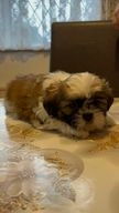 Shih Tzu dogs for sale in Leicester - Advert 2