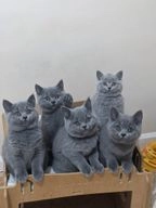 British Shorthair cats for sale in Ware - Advert 6