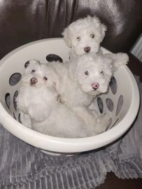 Bichon Frise dogs for sale in Edgware - Advert 8