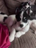 Siberian Husky dogs for sale in Leicester - Advert 11